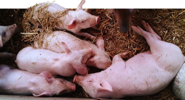 Příznaky a léčba salmonelózy u prasat, opatření k prevenci paratyfu